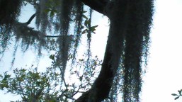 Spanish Moss on a Cypress tree